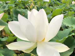 -白洋淀景区