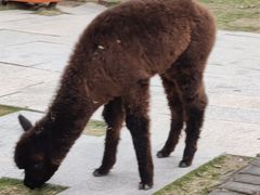 -泉州海丝野生动物世界