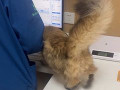 -瑞派康怡24h宠物医院·犬猫医疗中心·微创绝育(瑞景分院)
