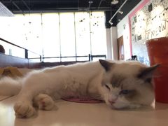 趴布偶-喵匠猫主题咖啡(凯德和平广场店)