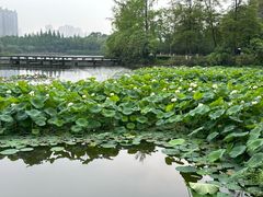 -成都南湖公园