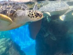 -海合安武汉极地海洋公园