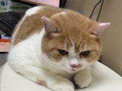 -创凡宠物医院·骨专科  猫科中心(西乡分院)