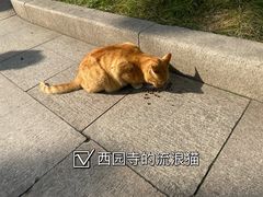 -西园戒幢律寺