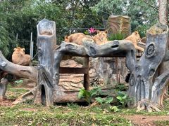 -海南热带野生动植物园