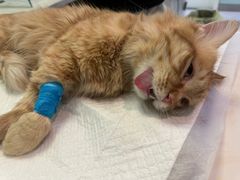 -纳吉亚猫专科动物医院博雅分院