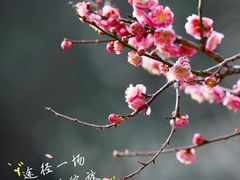 -杭州植物园