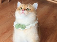 -喵zoo家庭繁育猫舍(尖东智能花园店)
