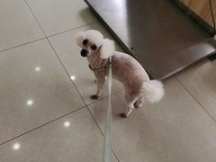 -东莞宠友24H宠物中心医院·转诊夜诊·异宠(新河北路院)