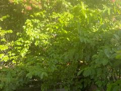 -Lamant Manor已闻花名关於蓝