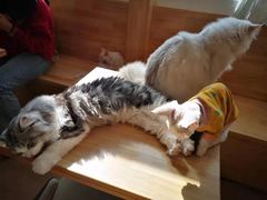 -猫腻·猫咖·撸猫馆(星光大道店)