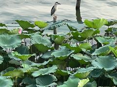 -湖畔居茶楼(湖滨店)