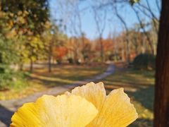 -上海共青森林公园