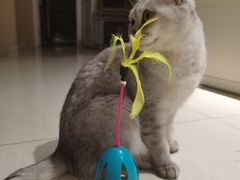 -喜多萌中农锦绣动物医院24H·猫科·牙科MRI·CT