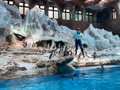 -帝企鹅自助餐厅•儿童岛•真企鹅(长隆企鹅酒店)