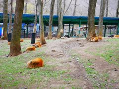 -宫城藏王狐狸村