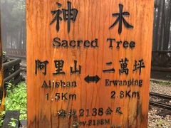 -阿里山神木遗迹