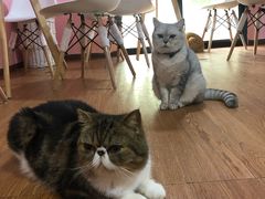 -李小姐の猫咖啡馆(五角场店)