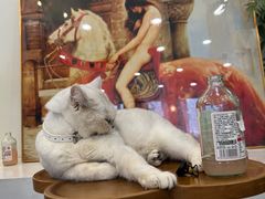 -共舞时光猫咖·狗咖(新街口店)