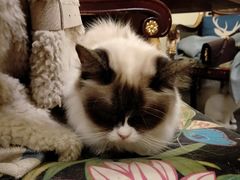 -猫色咖啡·猫咖