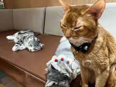 -MOCHA明星猫咖(田子坊店)