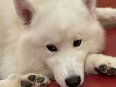 -和它·交个朋友·狗咖猫咖(爱琴海店)
