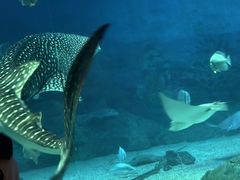 -烟台海昌鲸鲨海洋公园