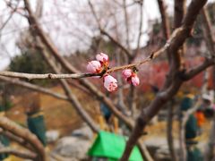 -北京西山国家森林公园