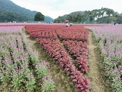 -广州市石门国家森林公园