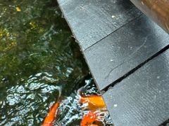 -上海大自然野生昆虫馆(东方明珠·爬宠昆虫探索中心)