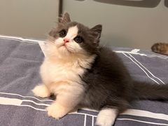 -欣宠猫屋·矮脚拿破仑·蓝金金渐层