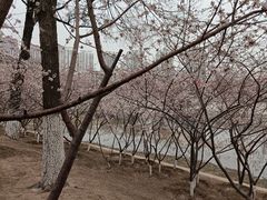 -桃花堤公园