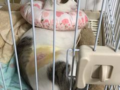 -创凡宠物医院·骨专科  猫科中心(西乡分院)