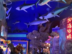 -烟台海昌鲸鲨海洋公园