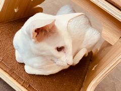 -飞行喵MR PILOT|猫舍·猫咖(静安大融城店)