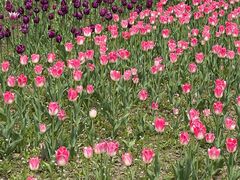 -长春公园(普阳街道)