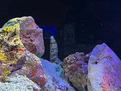 -上海海洋水族馆