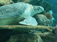 -上海海洋水族馆