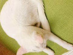 -猫和宫(六道口店)