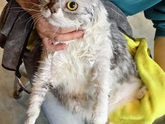 -PETKIT小佩宠物·低压洗护(国顺东路店)