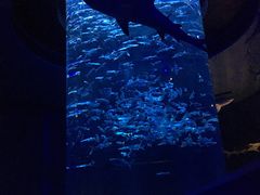 -香港海洋公园