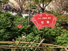 -神州牡丹园