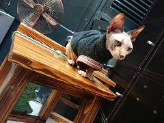 -猫色咖啡·猫咖