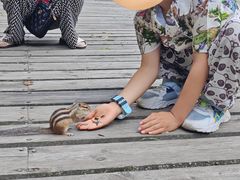 -汤旺河林海奇石景区