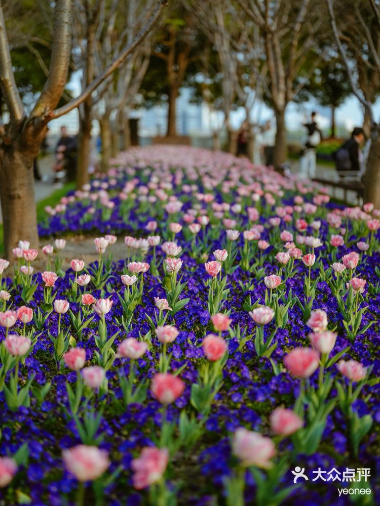上海黄浦滨江樱花满开3km漫步赏花路线