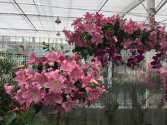 -上海鲜花港