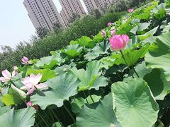 -前关湿地公园