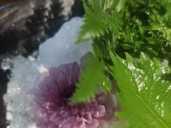 -芥岛(河北大街店)