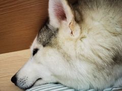 -Husky Go! 哈士奇体验馆·宠物咖啡厅狗咖