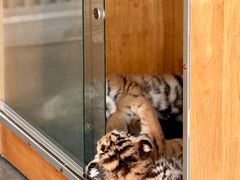 -大连森林动物园